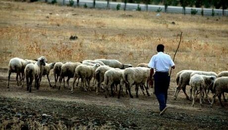 Λάρισα: 120 άνθρωποι τηλεφώνησαν για μια θέση βοσκού!