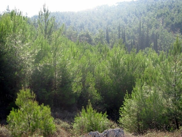 Θεσσαλονικείς θα πραγματοποιούν εθελοντικά "περιπολίες" με drones για την προστασία του Σέιχ Σου