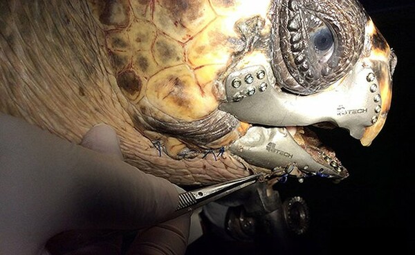 Εμφύτευμα σιαγόνας από 3D printer σώζει θαλάσσια χελώνα