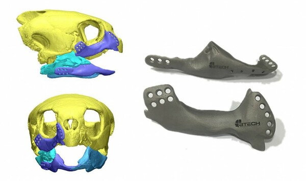 Εμφύτευμα σιαγόνας από 3D printer σώζει θαλάσσια χελώνα