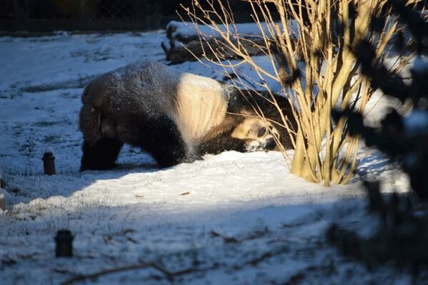 Τα panda χαίρονται πολύ το χιόνι στην Ουάσιγκτον