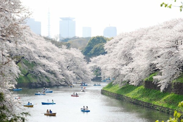 Πρόωρο Hanami - Υπέροχο, αλλά λάθος που άνθισαν οι κερασιές στην Ιαπωνία από τώρα