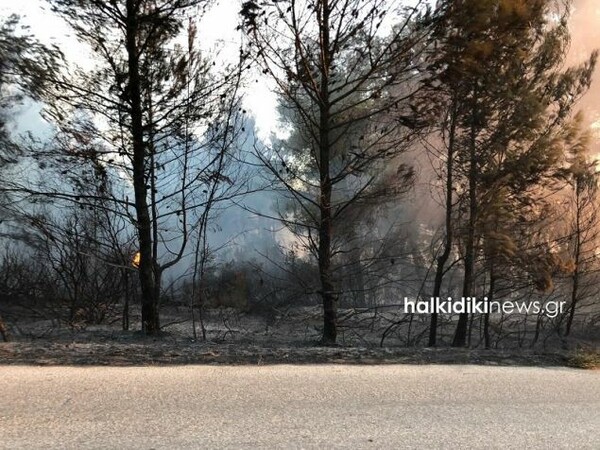 Ανεξέλεγκτη η πυρκαγιά στην Σιθωνία Χαλκιδικής- Στα 3 χιλιόμετρα έχουν απλωθεί οι φλόγες