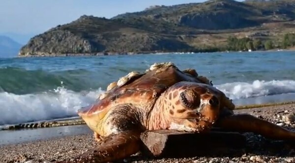 Νεκρή θαλάσσια χελώνα σε παραλία του Ναυπλίου (BINTEO)