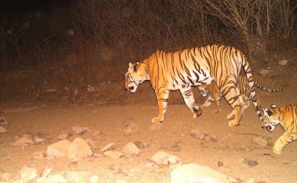 Έγκλημα κατά της φύσης η θανάτωση της Τ1 - Οργή για την νεκρή ανθρωποφάγο τίγρη