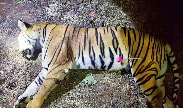 Έγκλημα κατά της φύσης η θανάτωση της Τ1 - Οργή για την νεκρή ανθρωποφάγο τίγρη