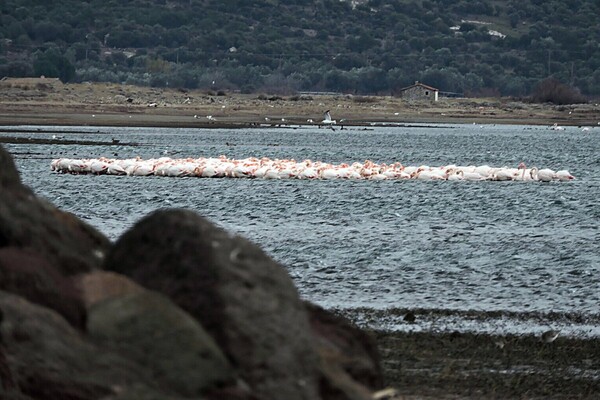 Πώς τα φλαμίνγκο στη Λέσβο συσπειρώνονται για να προστατευτούν από το κρύο (εικόνες)