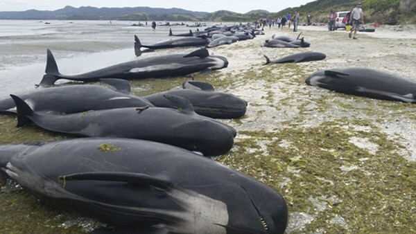 Εκατοντάδες φάλαινες εξόκειλαν σε ακτή της Νέας Ζηλανδίας - Αγώνας για να σωθούν όσες παραμένουν ζωντανές