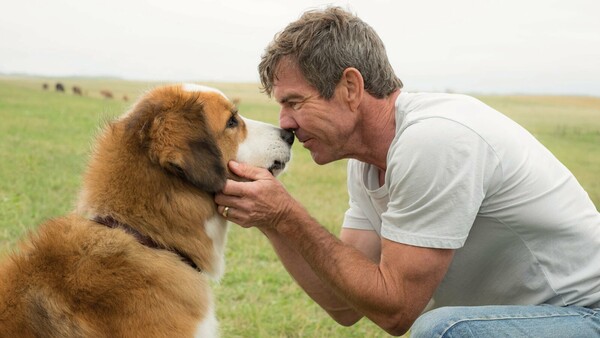 A dog’s purpose-Ο καλύτερος φίλος μου: Oι συντελεστές και οι εταιρίες παραγωγής και διανομής απαντούν για το επίμαχο video που προκάλεσε έντονες αντιδράσεις στο Χόλιγουντ