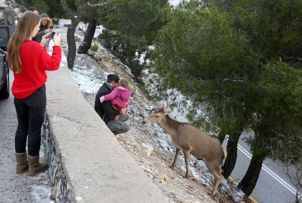 Γεμάτη κόσμο η χιονισμένη Πάρνηθα - Υπέροχο το λευκό τοπίο σήμερα