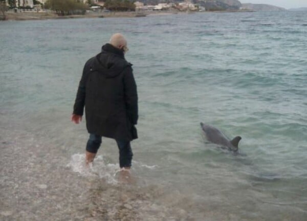 Δύο πολίτες στη Χίο βούτηξαν στη θάλασσα και έσωσαν μικρό δελφίνι