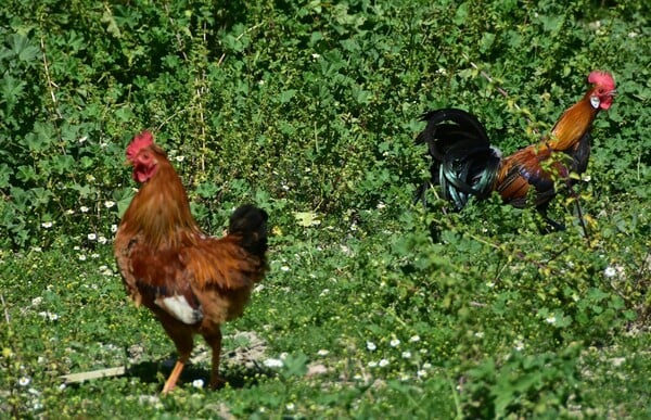 Ναύπλιο: Κότες γεννούν πράσινα αυγά