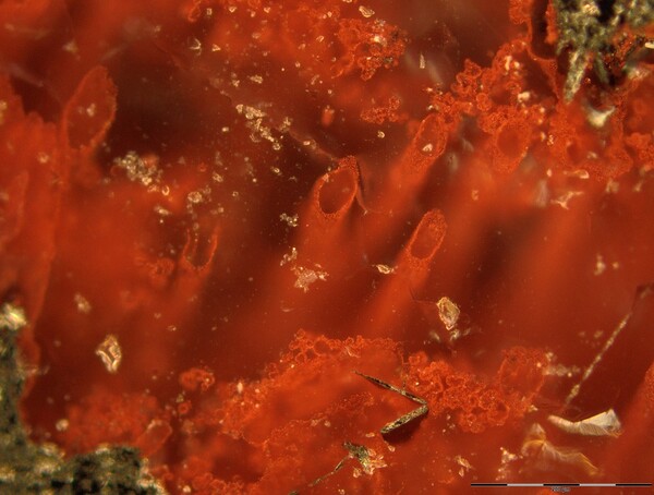 Ανακαλύφθηκαν τα αρχαιότερα απολιθώματα μικροοργανισμών στη Γη- Έχουν ηλικία τουλάχιστον 3,77 δισ. ετών