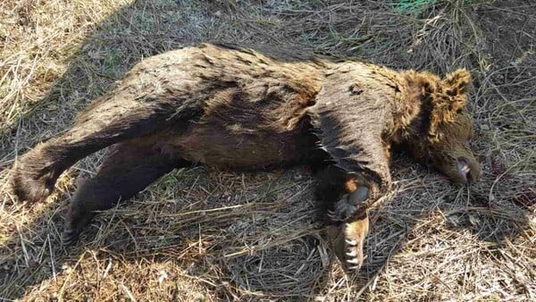 Nυμφαίο: Νεκρή αρκούδα από δηλητηριασμένο δόλωμα