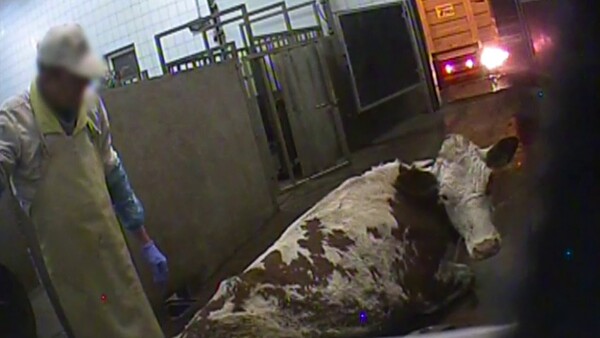 Σοκαριστικά ντοκουμέντα αποκαλύπτουν μυστική σφαγή άρρωστων αγελάδων σε εγκαταστάσεις της Πολωνίας