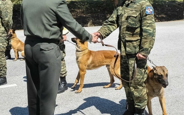 Οι Ένοπλες Δυνάμεις βράβευσαν σκυλίτσα που γέννησε 43 επίλεκτα κουτάβια (φωτογραφίες)