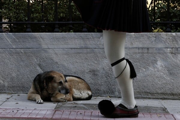 Ποτίστρες για τα αδέσποτα σε 35 σημεία στην Αθήνα