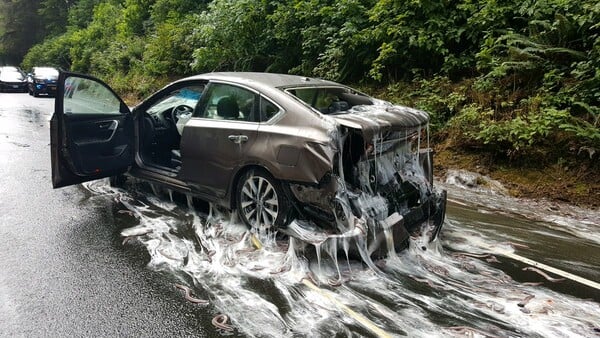 Σαν σκηνή από θρίλερ - 3,4 τόνοι χέλια κάλυψαν έναν αυτοκινητόδρομο μετά από ανατροπή φορτηγού