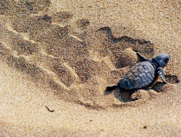 Γεννήθηκαν πρώτα χελωνάκια caretta caretta για το 2017 στην Κρήτη