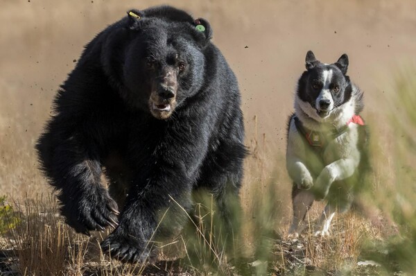 Οι σκύλοι που κυνηγούν και τρομάζουν τις αρκούδες για να τις προστατεύσουν