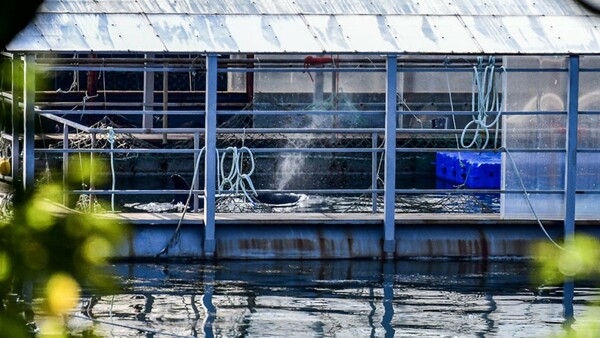 Παρέμβαση Ρωσίας για τις 100 φάλαινες που κρατούνται σε καταφύγιο στο Πριμόριε