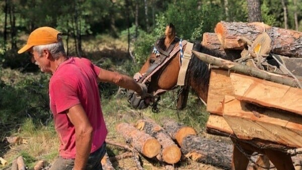 Έλυσαν άλογα και μουλάρια που βοηθάνε στο Σέιχ Σου - Μεγάλο πρόβλημα στο δάσος