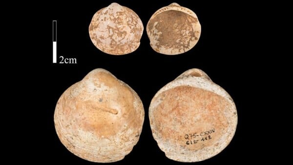 Homo sapiens μάζευαν κοχύλια και έφτιαχναν «κολιέ» - Πριν από 120.000 χρόνια