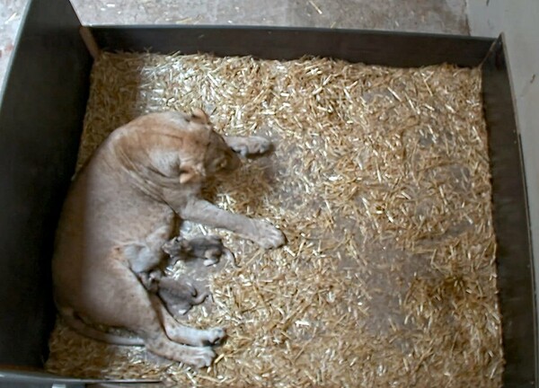 Λέαινα σε ζωολογικό κήπο σκότωσε και έφαγε τα νεογέννητα λιονταράκια της - Πώς το εξηγούν οι επιστήμονες