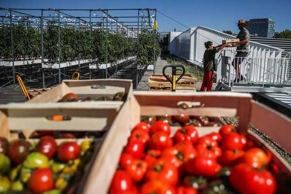 Αστικές καλλιέργειες στο κέντρο του Παρισιού