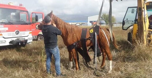 Άλογο έπεσε σε φρεάτιο στην Ξάνθη - Μεγάλη κινητοποίηση για την διάσωσή του