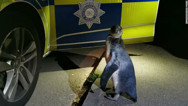 Πιγκουίνος βρέθηκε να περιπλανάται σε δρόμο της κεντρικής Αγγλίας