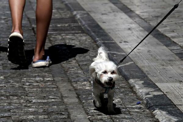 Αισθητά αυξημένη σήμερα η κίνηση στο εμπορικό κέντρο της Αθήνας, σύμφωνα με το ΑΠΕ