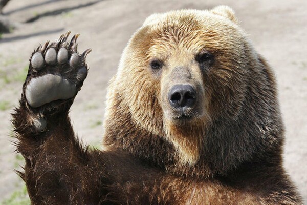 80χρονος Ρώσος επέζησε από επίθεση αρκούδας και πτώση από γκρεμό