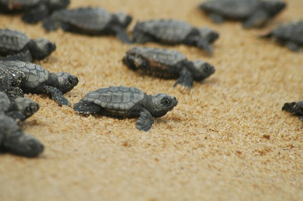 Η πρώτη φωλιά της θαλάσσιας χελώνας Caretta caretta στη Ζάκυνθο