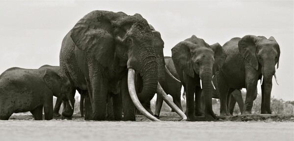 Satao: Ο μεγαλύτερος ελέφαντας της Αφρικής νεκρός από λαθροθήρες