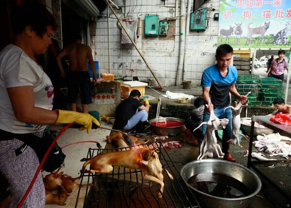 Παγκόσμια κατακραυγή για το φεστιβάλ σφαγής χιλιάδων σκύλων και γατών