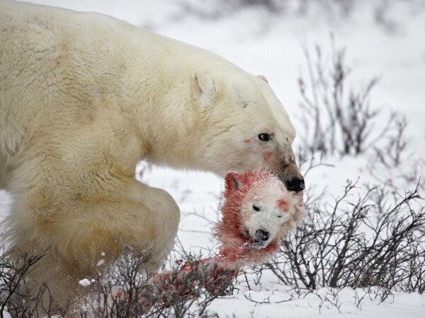 Το National Geographic κατέγραψε τη σκληρή και σπάνια στιγμή κανιβαλισμού πολικών αρκούδων