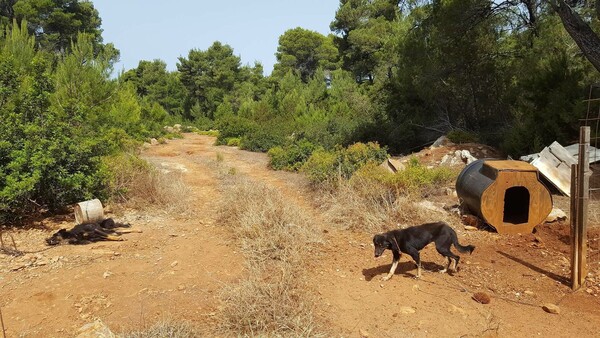 Καταγγελία για τα σκυλιά σκιάχτρα της Σκύρου