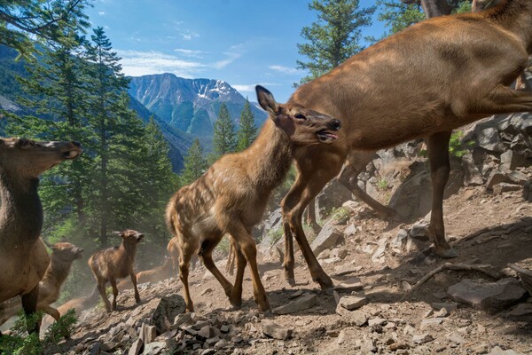 Αυτές είναι οι 50 καλύτερες φωτογραφίες του National Geographic για το 2016