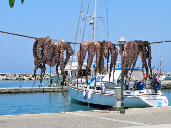 Συνταγές για χταποδάκι, με τον μάγειρα Γιώργο Παρούση του Mediterraneo στη Νάουσα της Πάρου.