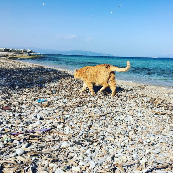 30 νέες φωτογραφίες απ' τα τέλεια ζώα των αναγνωστών μας