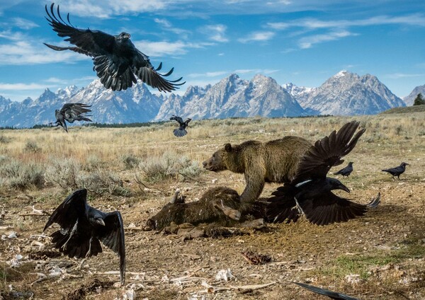 Αυτές είναι οι 50 καλύτερες φωτογραφίες του National Geographic για το 2016