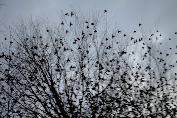 Η μεγαλοπρεπής καθημερινότητα της Rinko Kawauchi