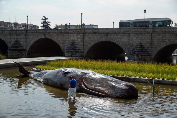 Μαύρη πελώρια φάλαινα ξεβράστηκε σε ποτάμι στην Μαδρίτη - Όμως η αλήθεια είναι πολύ διαφορετική
