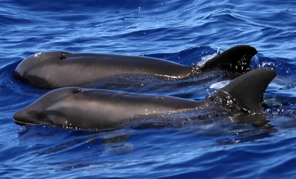 Επιστήμονες υποστηρίζουν πως κατέγραψαν το πρώτο σπάνιο υβρίδιο δελφινιού και φάλαινας