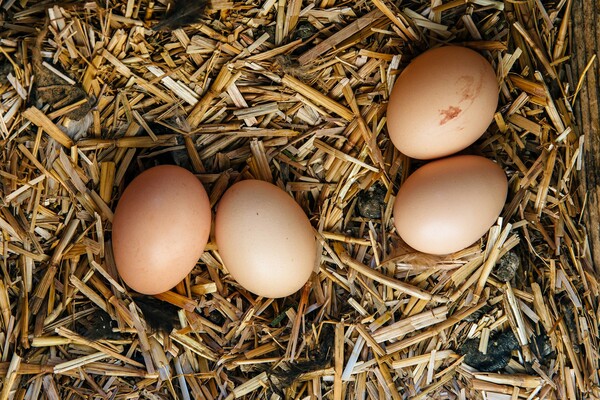 Δυo μέρες στο αγρόκτημα του Γιάννη Μακριδάκη στη Χίο