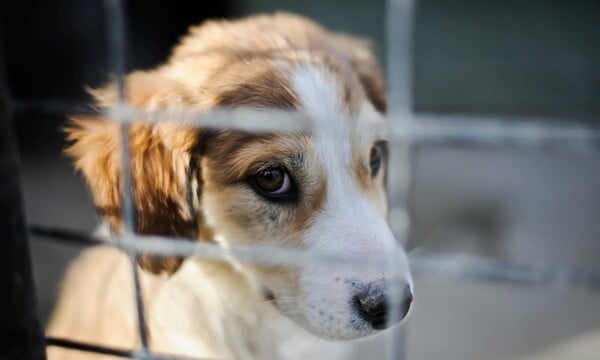 Τα βρετανικά pet shops θα απαγορεύεται να πουλάνε κουτάβια και γατάκια