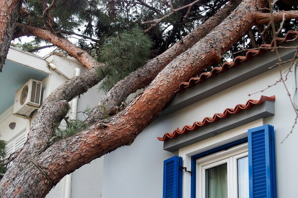 Δέντρο έπεσε σε σπίτι στο Μαρούσι