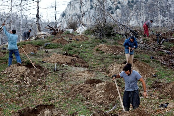 Καταστρέφουν ή όχι τα δάση οι αναδασώσεις; Πώς μπορούν να αντιμετωπιστούν πλέον οι δασικές καταστροφές;