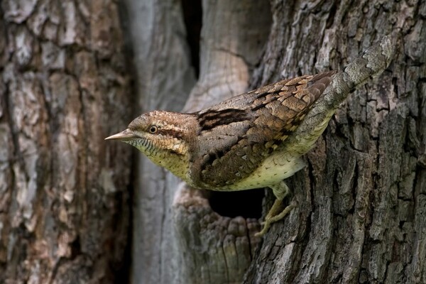 Όλοι οι νικητές των Bird Photographer Awards 2019